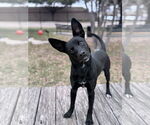 Small Australian Kelpie Mix