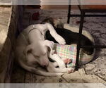 Small #6 Dalmatian Mix