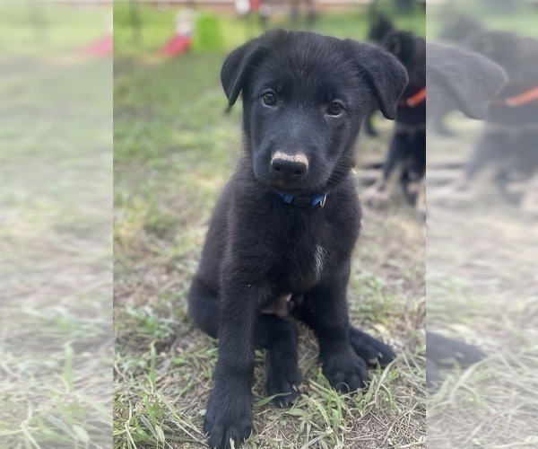 Medium Photo #4 German Shepherd Dog Puppy For Sale in WEST POINT, VA, USA
