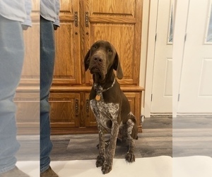 Father of the German Shorthaired Pointer puppies born on 10/15/2022