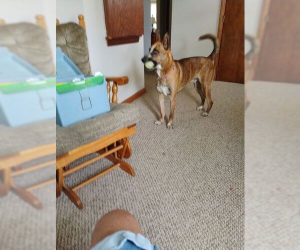 Medium Photo #5 German Shepherd Dog-Unknown Mix Puppy For Sale in Saegertown , PA, USA