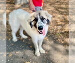 Small #5 Great Pyrenees Mix