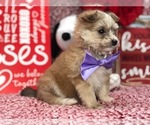 Small Photo #8 Pomsky-Poodle (Toy) Mix Puppy For Sale in CLAY, PA, USA