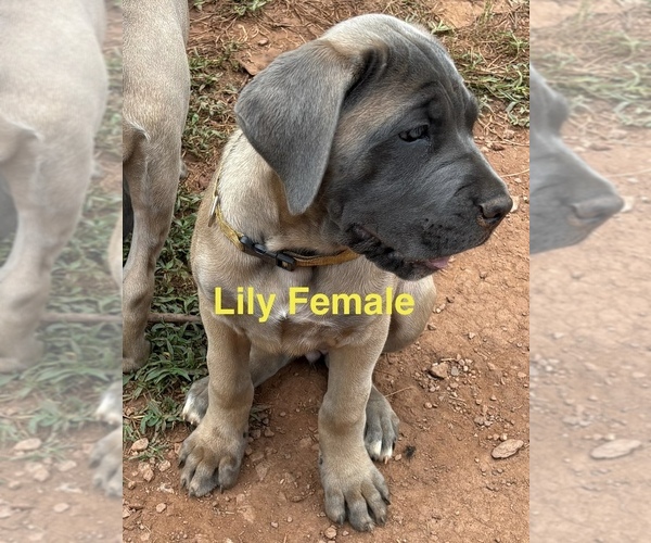 Medium Photo #7 Cane Corso Puppy For Sale in ROCKMART, GA, USA