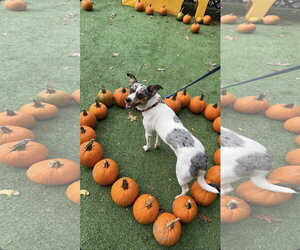 Mutt Dogs for adoption in Oakhurst, NJ, USA