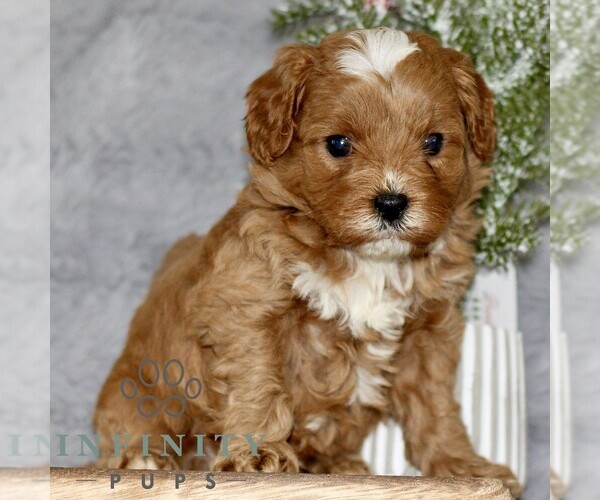 Medium Photo #3 Cavapoo Puppy For Sale in BIRD IN HAND, PA, USA