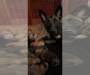 Malinois Puppy for sale in MEMPHIS, TN, USA