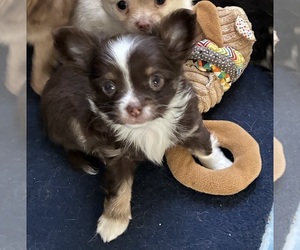 Chihuahua Puppy for sale in NEWVILLE, PA, USA
