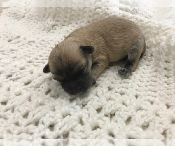 Medium Photo #2 Havachon Puppy For Sale in NIANGUA, MO, USA