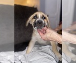 Puppy 4 Alaskan Husky-Presa Canario Mix
