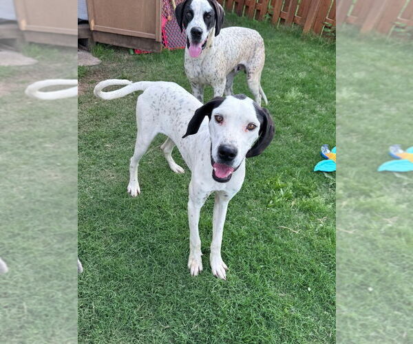 Medium Photo #3 Great Dane-Unknown Mix Puppy For Sale in Bullard, TX, USA