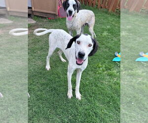 Belle - Female Great Dane-Unknown Mix Dog for Adoption - Photo #3