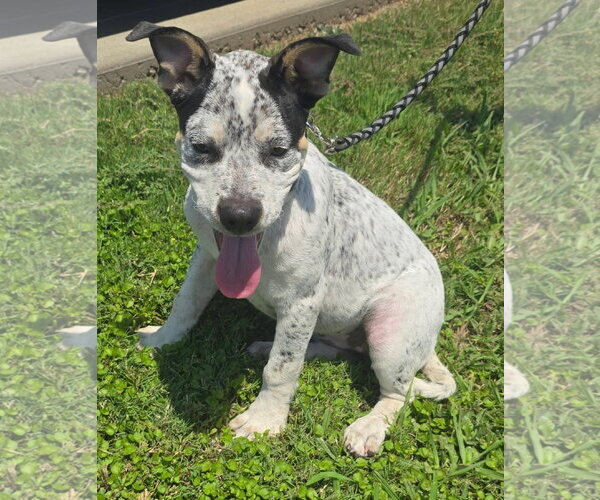 Medium Photo #2 Mutt Puppy For Sale in Alexander, AR, USA