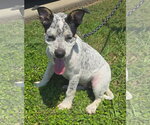 Small #1 Mutt
