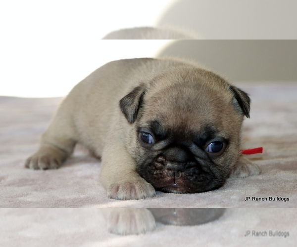Medium Photo #5 French Bulldog Puppy For Sale in WINNSBORO, TX, USA