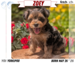 Puppy Zoey Yorkipoo