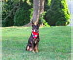 Small #8 Feist Terrier Mix