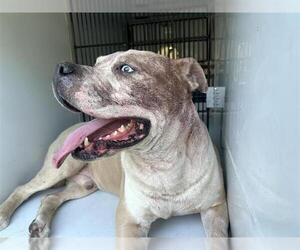 American Pit Bull Terrier Dogs for adoption in Houston, TX, USA