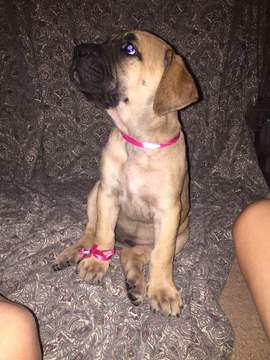 Medium Photo #1 Mastiff Puppy For Sale in CRESTVIEW, FL, USA
