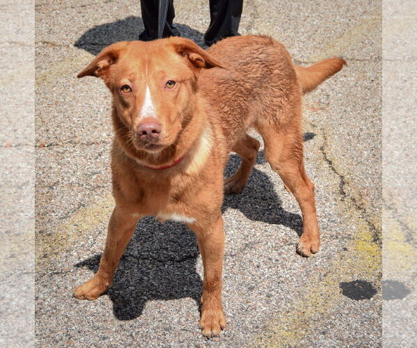 Medium Photo #2 Labrador Retriever-Unknown Mix Puppy For Sale in Huntley, IL, USA