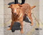 Small #1 Labrador Retriever Mix