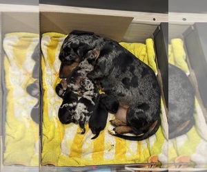 Mother of the Dachshund puppies born on 09/25/2025
