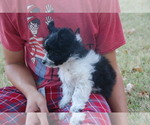 Small Photo #4 Miniature Australian Shepherd Puppy For Sale in HARRISON, AR, USA