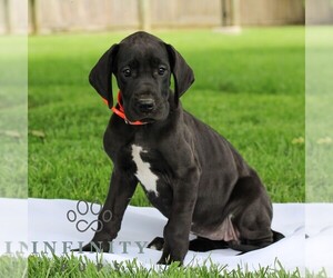 Great Dane Puppy for sale in LITITZ, PA, USA