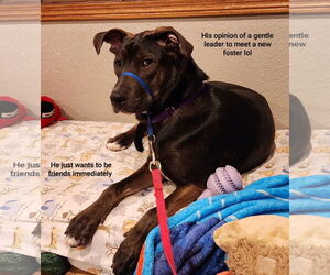 Shepradors Dogs for adoption in Princeton, MN, USA