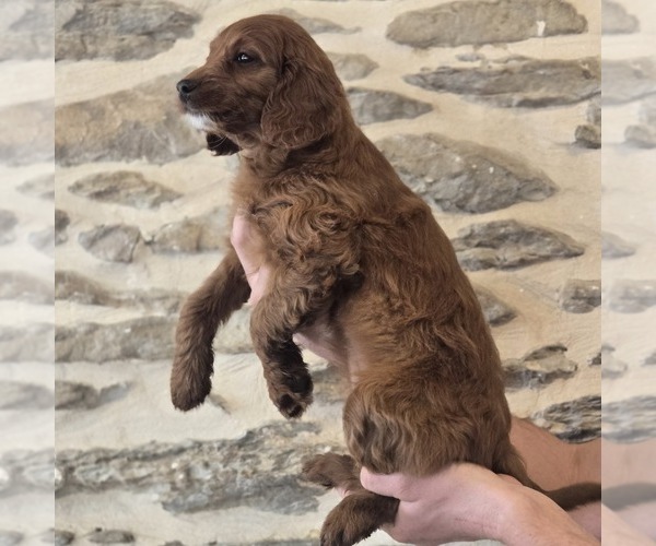 Medium Photo #2 Irish Doodle (Miniature) Puppy For Sale in NEW HOLLAND, PA, USA