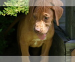 Small Photo #12 Rhodesian Ridgeback Puppy For Sale in CHOUDRANT, LA, USA