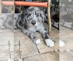 Small Photo #10 Border Collie-Golden Retriever Mix Puppy For Sale in OVERLAND PARK, KS, USA