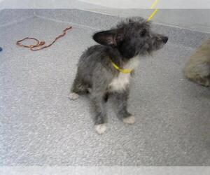 Mutt Dogs for adoption in Pasadena, TX, USA
