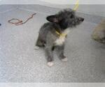 Small Mutt