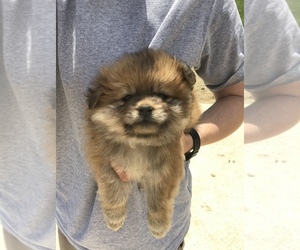 Pomeranian Puppy for sale in MILWAUKEE, WI, USA
