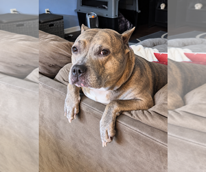 Luca  (2024) - Female American Staffordshire Terrier-Unknown Mix Dog for Adoption - Photo #9