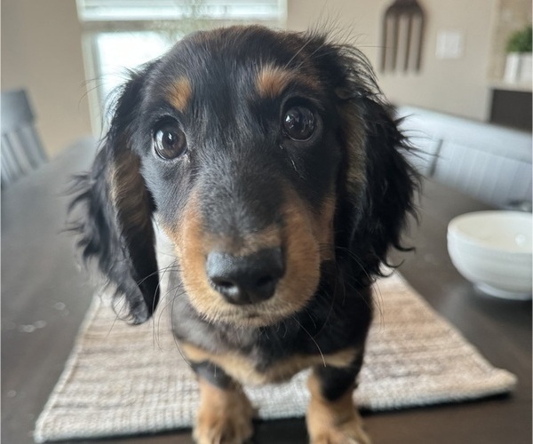 Medium Photo #3 Dachshund Puppy For Sale in WESTERVILLE, OH, USA