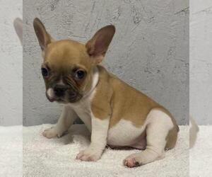 French Bulldog Puppy for sale in CHARLESTON, SC, USA