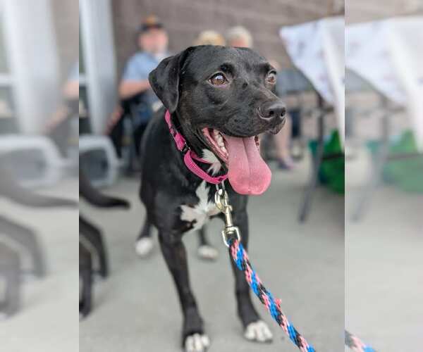 Medium Photo #3 Beagle-Border Collie Mix Puppy For Sale in White Bluff, TN, USA