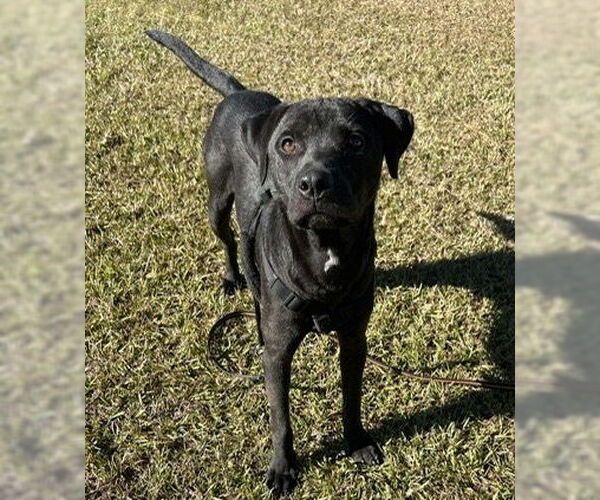 Medium Photo #1 Bulldog-Unknown Mix Puppy For Sale in Tarrytown, GA, USA