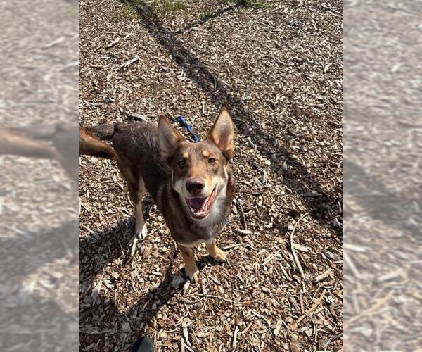 Medium Photo #1 German Shepherd Dog-Siberian Husky Mix Puppy For Sale in Waterford, VA, USA