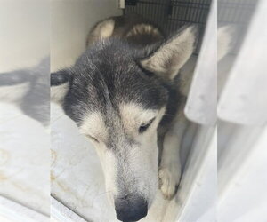 Siberian Husky Dogs for adoption in Houston, TX, USA