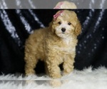 Small #2 Poodle (Toy)