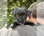 Small #1 Pug Mix