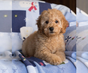 Goldendoodle Puppy for sale in MILWAUKEE, WI, USA