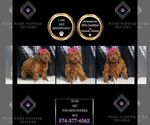 Puppy Scar AKC Poodle (Miniature)