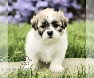 Zuchon Puppy for sale in RONKS, PA, USA
