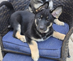 Puppy Puppy 1 German Shepherd Dog