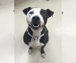 Small American Pit Bull Terrier Mix