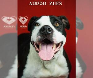 Mutt Dogs for adoption in Stockton, CA, USA